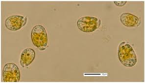 Image result for Schoenoplectiella microglumis