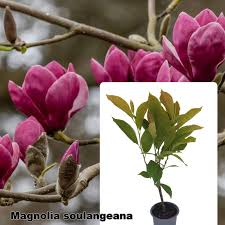 Image result for magnolia soulangeana