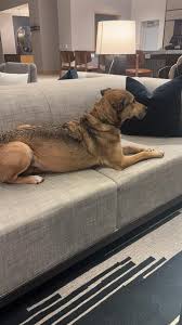 We found this English bulldog someone abandoned her, needs a home is sweet  and gets along well with other animals. We cannot keep her... If anyone is  interested in her please let