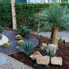 A statement that will bring a beautiful ambiance to your yard. Tree Is Yucca Rostrada Succulent Landscape Design Succulent Landscaping Backyard Landscaping Designs