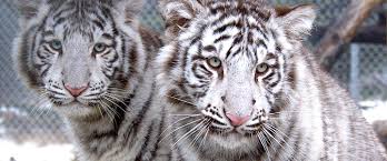 View all of the white tiger images! White Tigers 8 Fast Facts You May Never Have Heard Of Before