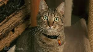 Typing cat funny cat video подробнее. Smpfilms Losesychosis Gayle Gif Find On Gifer