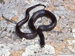 Czarny wąż, czarny szczur wąż czerwonobrzuchy czarny wąż, wąż, zwierząt, czarna mamba png. Lampropeltis Nigrita Lancetoglow Czarny Terrarium
