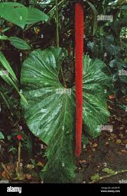 Image result for Araceae