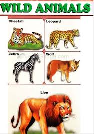 Educational Chart Wild Animals Educational Chart Wild