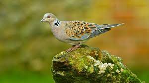 Turtle Dove Streptopelia Turtur British Birds Woodland Trust