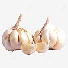 Lernen sie deutsche übersetzung von ulas bawang putih und andere verwandte übersetzungen aus dem malaysischen ins deutsche. Gambar Dua Kepala Bawang Putih Dan Dua Ulas Bawang Putih Clipart Bawang Putih Dua Kepala Bawang Putih Bawang Putih Png Dan Clipart Untuk Muat Turun Percuma