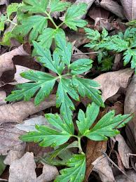 Image result for Faurea intermedia