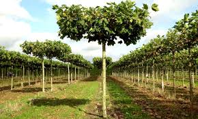 Plane tree diseases are primarily fungal, although the tree may be afflicted with other london plane tree problems. Platanus X Acerifolia London Plane London Planetree Roof Shape Garden Plants Online