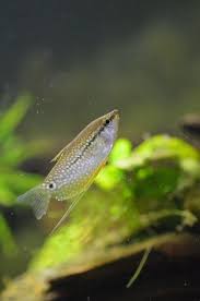 Shivers Zoo And Aquarium Pearl Gourami Fish Animals Aquarium Fish Freshwater Aquarium Fish
