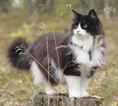200 C O U N T R Y L I V I N G Ideas In 2020 Cute Animals Animals Beautiful Country Kids