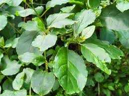 Image result for Phytolacca dodecandra