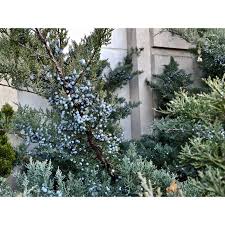 Pro organic tree & shrub fertilizer by shin nong scotts continuous release evergreen flowering tree and shrub fertilizer this organic fertilizer is specially designed for fruit trees. Red Cedar Trees For Sale Eastern Red Cedar Trees For Sale Chief River Nursery