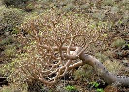 Image result for Euphorbia lissosperma