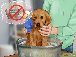 How can you tell if your puppy has a fever? 3 Ways To Treat Fever In Dogs Wikihow