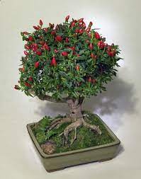 Best Diy Tutorial On How To Create A Bonsai With Chili Plants I Wonder If You Can Do It With Other Plants Rasteniya Sadovye Idei Cvety