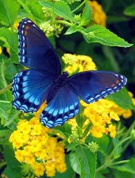 Pretty Butterfly Butterfly Flowers Butterfly Beautiful Butterflies