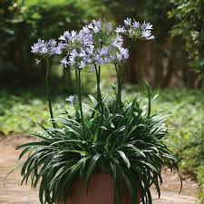 Image result for Agapanthus praecox