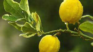 Lemon tree flowers & things. Tips For Keeping Your Citrus Trees Happy Healthy Productive Tucson Com