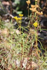 Image result for Flaveria trinervia