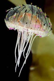 Flower Hat Jellyfish Beautiful Sea Creatures Ocean Creatures Sea And Ocean
