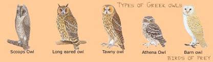 Ecotravel Ecotourism In Greece Central Greece Delphi Delfi Owl Species Athena Owl Long Eared Owl