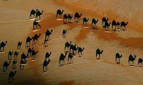 Learn vocabulary, terms and more with flashcards, games and other study tools. Camels In Viral Optical Illusion Are Not All They Seem Express Co Uk
