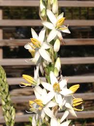 Image result for Chlorophytum bowkeri