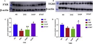 Get new version of uc browser. Baitouweng Tang Ameliorates Dss Induced Ulcerative Colitis Through The Regulation Of The Gut Microbiota And Bile Acids Via Pathways Involving Fxr And Tgr5 Sciencedirect