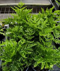 Image result for Pteris