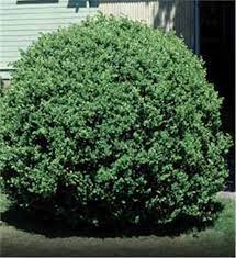 Boxwood shrubs aka buxus is regarded one of the oldest ornamentals man has cared for in the garden. Common Boxwood Tree On The Tree Guide At Arborday Org