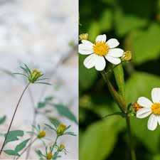 Image result for Bidens baumii