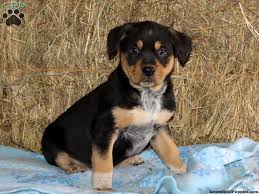 Black And White Spotted Blue Heeler Blue Heeler Rottweiler Mix Rottweiler Mix Rottweiler Mix Puppies Puppy Dog Pictures