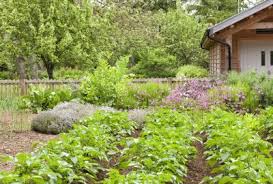 Companion Planting With Potatoes What To Plant With