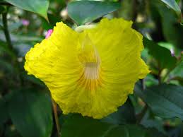 Image result for Costaceae