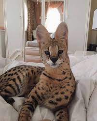 The resulting kittens come in four flavors and have specific names. Savannah Cats Are Amazing 9gag