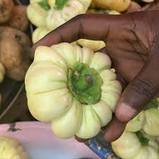 Image result for Solanum aethiopicum