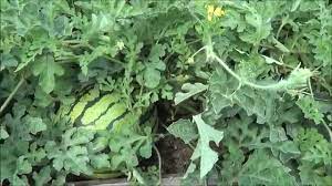 High and fluffy, this dessert has a creamy smooth consistency that we really appreciate. Growing Ice Box Watermelons Youtube