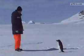 Penguin Attack Gif Penguins Funny Funny Gif Penguins