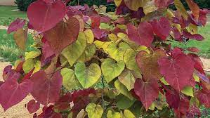 We did not find results for: Jc Raulston Arboretum Friends Of The Jc Raulston Arboretum Newsletter Fall 2018 Vol 21 No 2