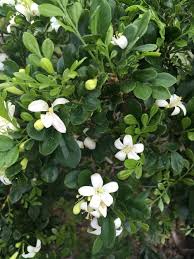 Image result for Maerua paniculata