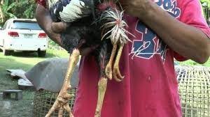 Kendati terkesan kurang sangar, ayam. Bentuk Ciri Kaki Ayam Bangkok Pukul Mati Ayambangkok Org 2021