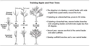 Fruit And Nut Review Apples And Pears Mississippi State