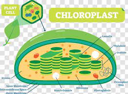Diagrammatic representation of a generalized plant cell. Plant Structure Cell Chloroplast Plants Diagram Transparent Png