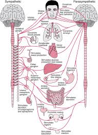 Nervous system stock photos and images. Overview Of The Autonomic Nervous System Neurologic Disorders Msd Manual Professional Edition