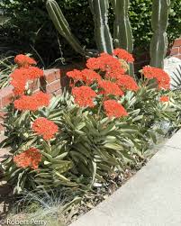 Image result for Crassula perfoliata