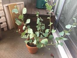成長スピードが早い ユーカリ ポポラスの育て方 観葉植物ブログ緑組 植物の育て方
