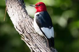 Bird With Black And White Head Pictures Of Common Woodpecker Species Black And White Birds Woodpecker Red Birds