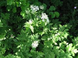 Maybe you would like to learn more about one of these? Rauhaariger Kalberkropf Chaerophyllum Hirsutum
