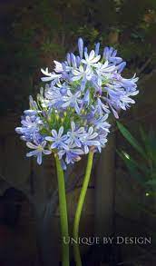 Lily Of The Nile Agapanthus Day Lilies Purple Flowers Beautiful Flowers